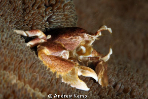 A Porcelain Crab filter feeding. Shot with Canon 5 D MKII... by Andrew Kemp 